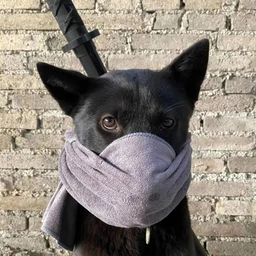 成阳